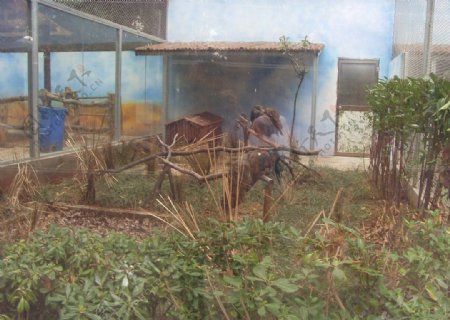 南京动物园图片