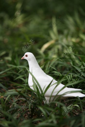草上的白鸽子图片