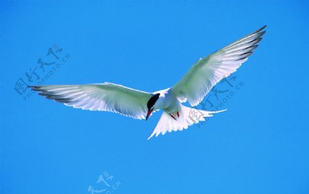 燕鸥图片