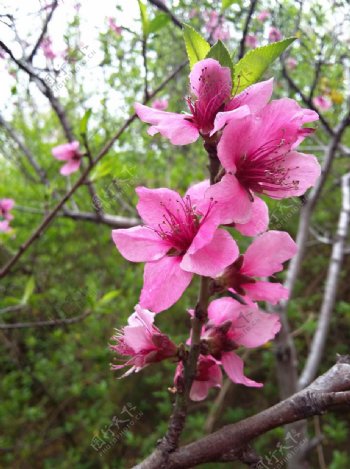 桃花图片