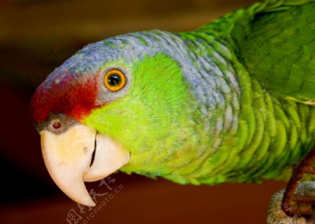 紫冠亚马逊鹦鹉图片