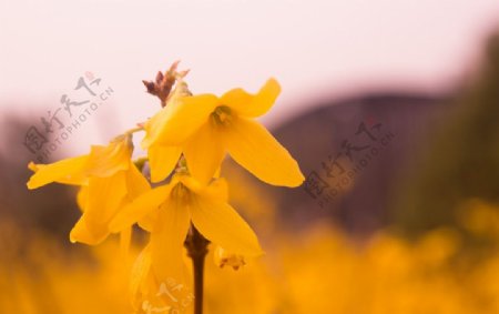 黄色小花朵图片