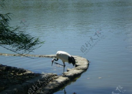 湖边的丹顶鹤图片