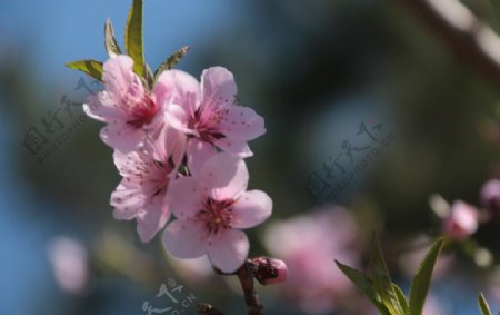 四朵桃花图片