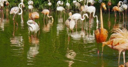 上海野生动物园的火烈鸟图片