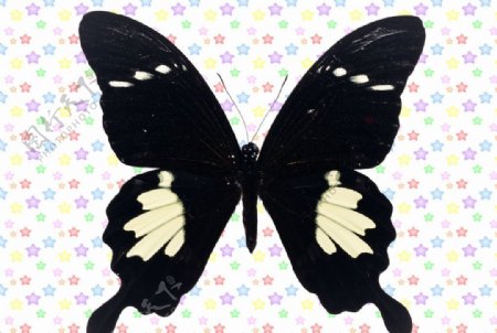 五瓣白条尾翅对称黑蝶图片