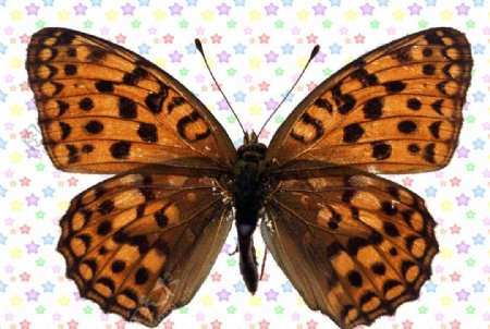 豹纹黄褐色蝴蝶图片