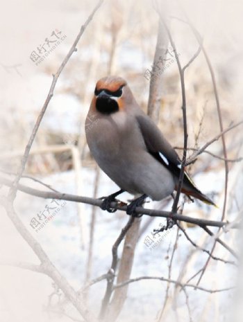 冬天的太平鸟图片