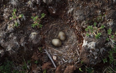 鸟巢里的鸟蛋图片