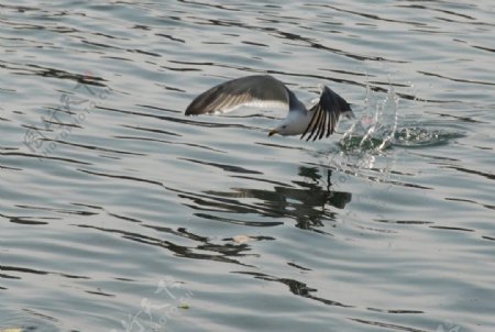 振翅飞翔海鸥图片