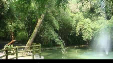 竹林喷泉图片
