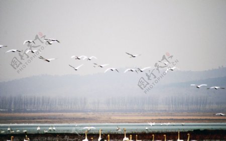 白天鹅迁徙图片