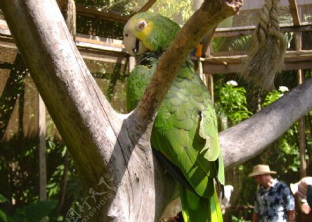 黄肩亚马逊鹦鹉图片