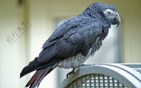 非洲灰鹦鹉图片