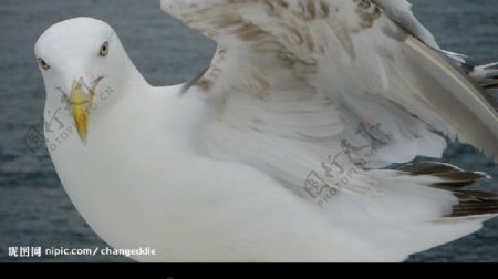北海道的海鷗特寫图片