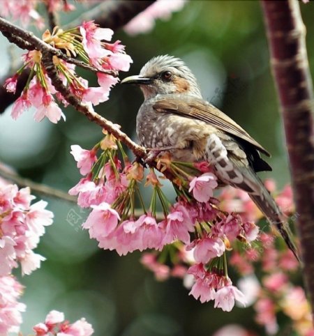 麻雀樱花图片