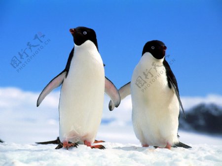 企鹅1图片