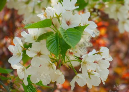 春天白色海棠图片