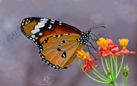 采花的虎斑蝶图片