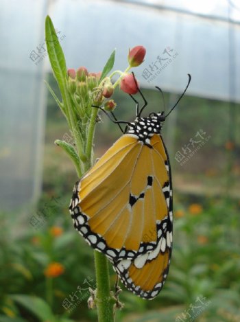 金斑蝶图片