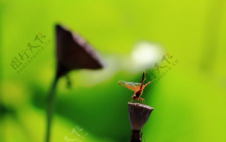 秋日红蜻蜓图片