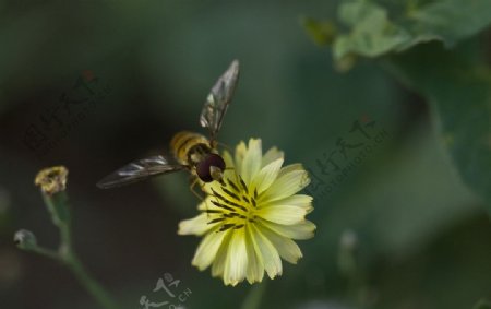 黄花与蜜蜂图片