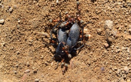 进食的蚂蚁图片