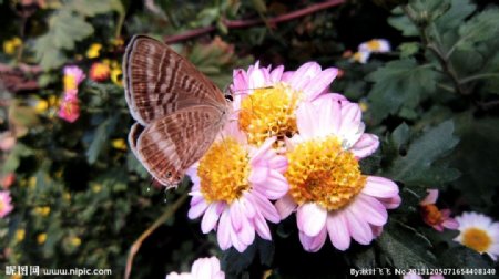 蝴蝶与菊花图片