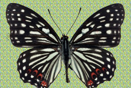 红尾黑边网蝴蝶图片
