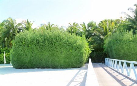 马尔代夫绿植风景图片