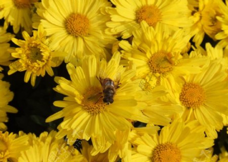 花丛中蜜蜂图片