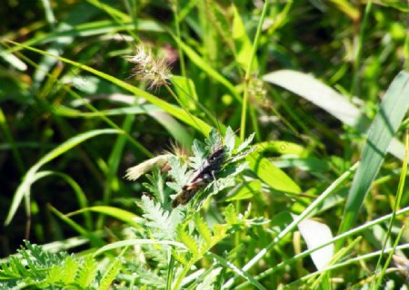 绿草小蚂蚱图图片