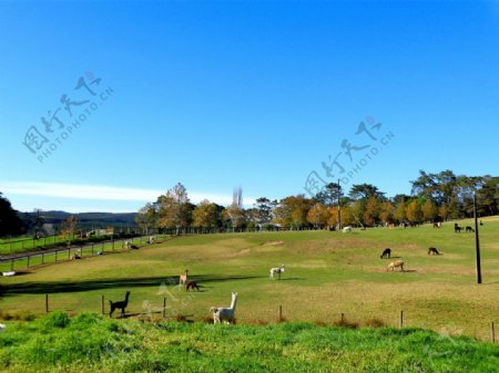新西兰牧场风景图片