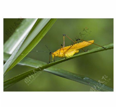金黄色的虫子图片