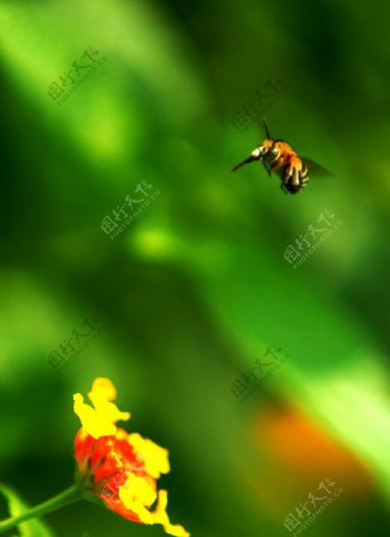 蜜蜂摄影图片