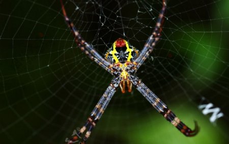 林间的蜘蛛图片