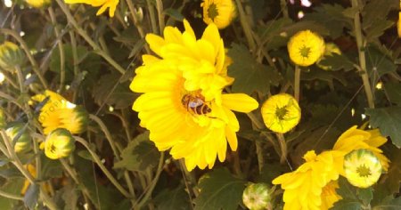菊花蜂图片