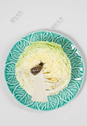 包菜蜗牛图片
