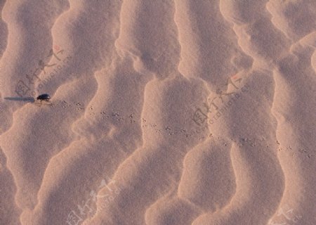 在沙漠上奔跑的昆虫图片