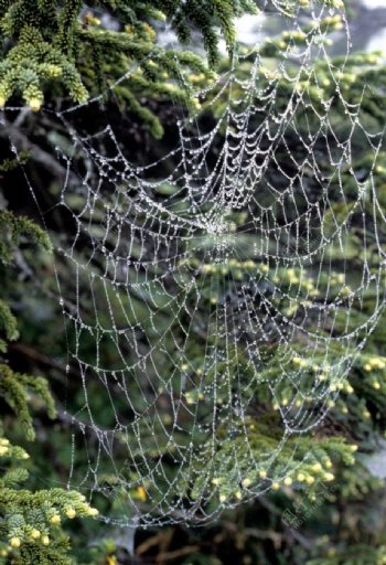 水滴的蜘蛛网图片