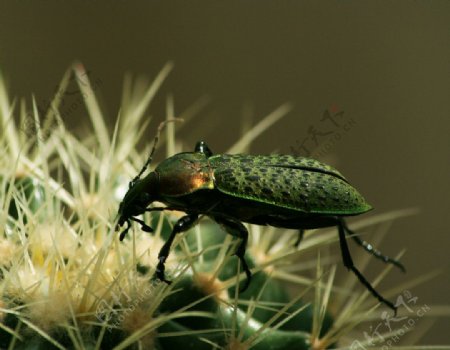 绿色甲虫图片