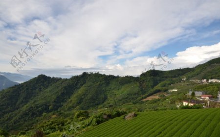 台湾阿里山茶园图片