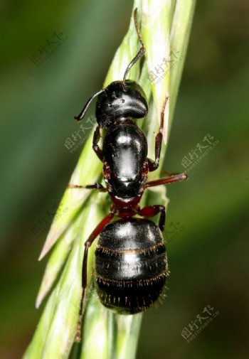 草茎上的大蚂蚁高清图片