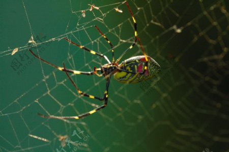 网上的蜘蛛图片
