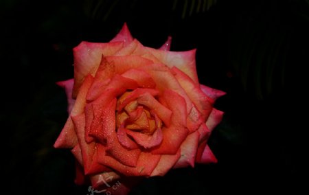多彩玫瑰图片