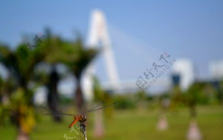 蜻蜓小憩图片