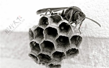 蜂和蜂巢图片