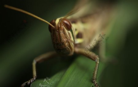 蝗虫图片