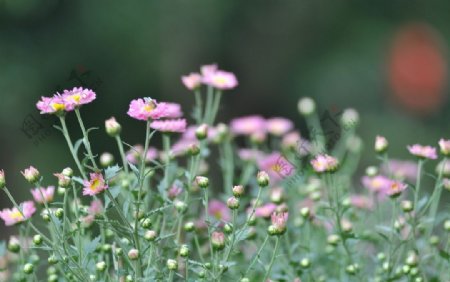 花满天图片