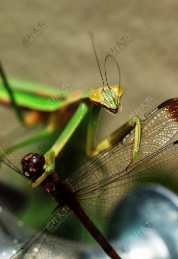 螳螂捕食图片